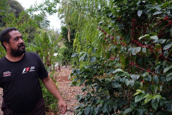 EU cấm nhập khẩu các sản phẩm càphê, ca cao có xuất xứ do phá rừng ảnh 1