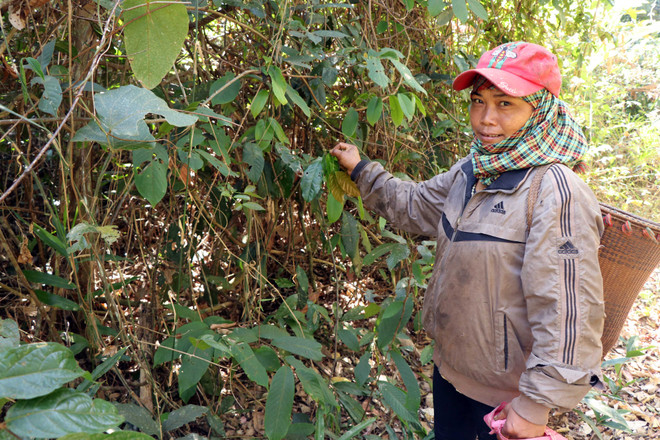 Thêm nguồn lực cho công tác quản lý, bảo vệ rừng tại Đắk Nông ảnh 2
