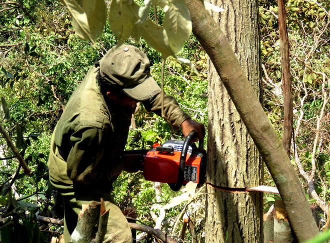 Phú Yên kiên quyết xử lý nghiêm cán bộ nếu tham gia phá rừng ảnh 1