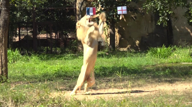 World Cup 2022: Sư tử tiên tri dự đoán kết quả về trận Anh-Pháp ảnh 1