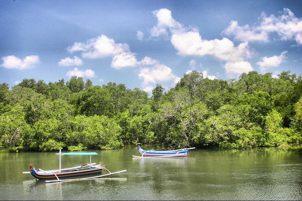 Philippines trồng rừng đước để giảm nhẹ hậu quả bão lũ ảnh 1