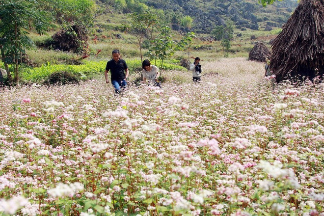 Khách du lịch lên thăm Cao nguyên đá Đồng Văn và chụp ảnh cùng hoa Tam giác mạch. (Ảnh: Đỗ Bình/TTXVN) Hà Giang khai mạc lễ hội hoa tam giác mạch 'Sắc hồng Cao nguyên đá' ảnh 1
