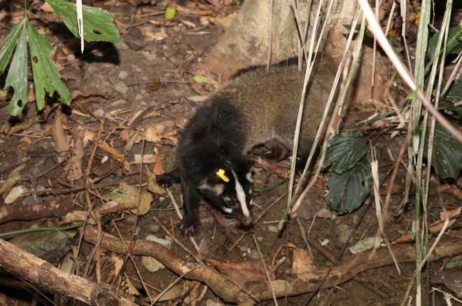 Vườn Quốc gia Cúc Phương tái thả 30 cá thể cầy vòi mốc sau cứu hộ ảnh 2
