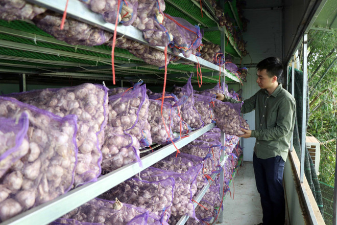 Sơn La: Phát triển kinh tế từ sản phẩm tỏi đen theo công nghệ Nhật Bản ảnh 2