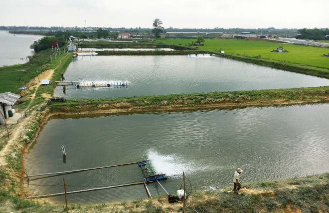Long An dành 1.244 tỷ đồng phát triển vùng nuôi tôm nước lợ ảnh 1