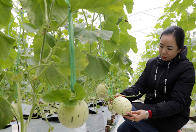 Thành lập Khu nông nghiệp ứng dụng công nghệ cao Quảng Ninh ảnh 1