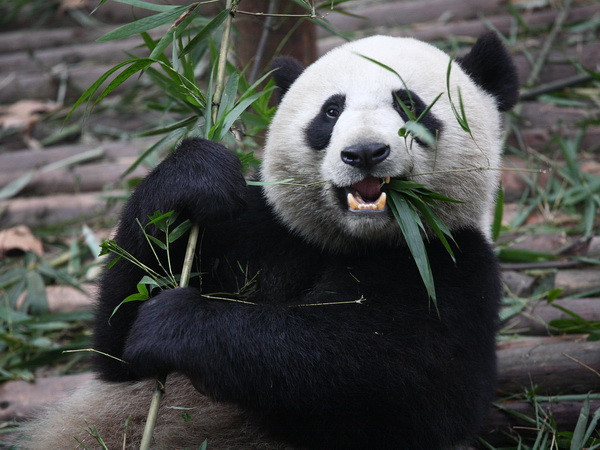 Phát hiện thú vị về sở thích hảo ngọt của loài gấu trúc ảnh 1