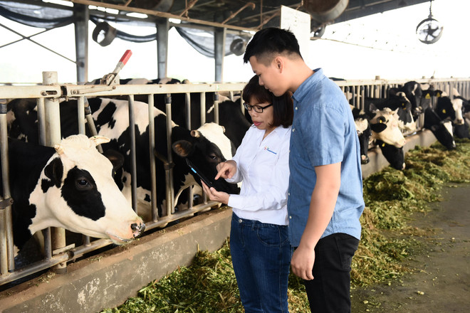 Chị Khúc Thị Huê - Trưởng Phòng Phát triển ngành sữa đang hướng dẫn kỹ thuật cho nhân viên trang trại bò sữa tại Hà Nam. FrieslandCampina Việt Nam nhận giải thưởng về trao quyền cho phụ nữ ảnh 3