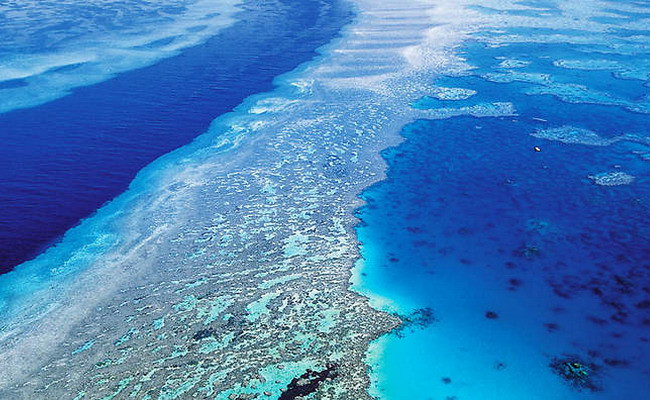 UNESCO cảnh báo rạn san hô Great Barrier Reef lâm nguy ảnh 1