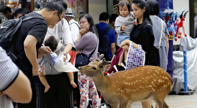 Nhật Bản: Hươu chết hàng loạt do nuốt phải túi nylon ảnh 1