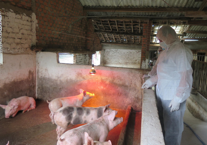 Nguy cơ, rủi ro dịch bệnh cao trên các đối tượng chăn nuôi, thủy sản ảnh 2