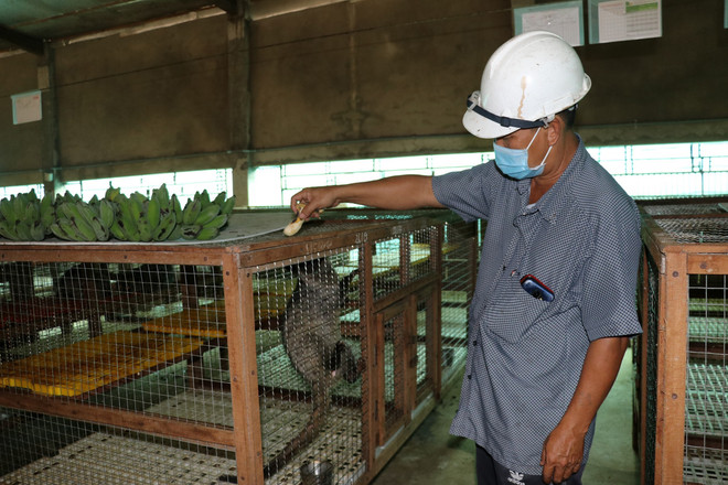 Mô hình nuôi chồn hương cho lợi nhuận đến 200 triệu đồng mỗi năm ảnh 1