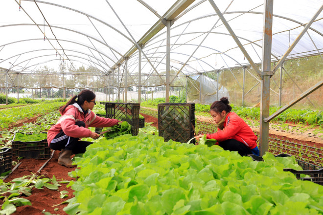 Long An: Phát triển nông thôn mới tạo đòn bẩy thúc đẩy kinh tế ảnh 2