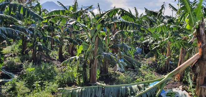 Gần 100 ngôi nhà ở Lai Châu bị sập và tốc mái do giông lốc ảnh 5