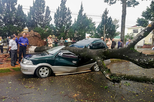 Lâm Đồng: Mưa lớn làm cây bật gốc, đè bẹp xe ôtô đậu ven đường ảnh 1