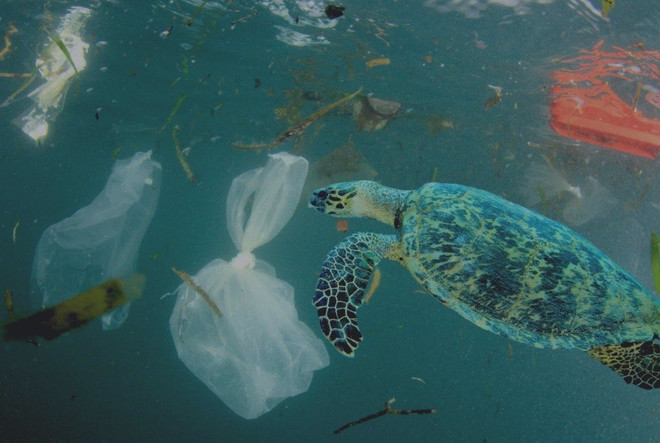 Cam kết Brest - Lực đẩy cho hành động bảo vệ các đại dương ảnh 3