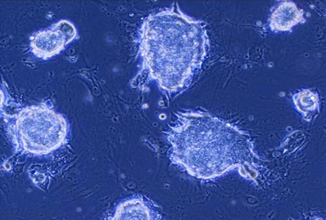 Nhật Bản tìm ra phương pháp mới giúp tạo tế bào miễn dịch từ iPS ảnh 1