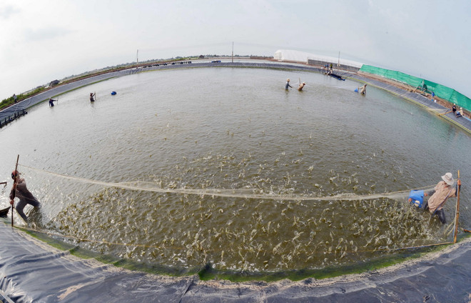 Kiên Giang phát huy thế mạnh kinh tế chủ lực khi hội nhập ASEAN ảnh 1