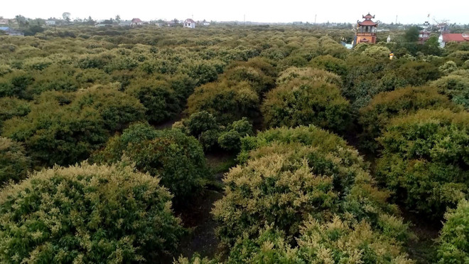 Thời tiết thuận lợi, vải sớm Thanh Hà hứa hẹn vụ mùa bội thu ảnh 1