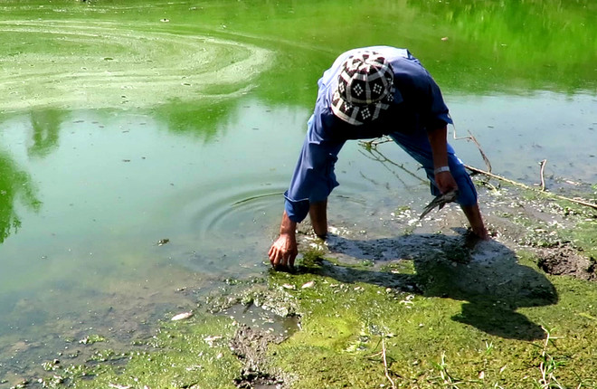 [Photo] Cá chết bất thường nổi lềnh bềnh ở hạ lưu sông Hinh ảnh 3