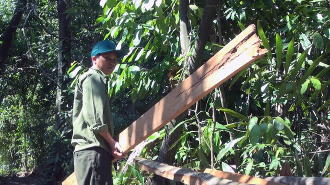 Điều tra, xử lý nghiêm vụ "lâm tặc" mở đường để phá rừng ở Phú Yên ảnh 1