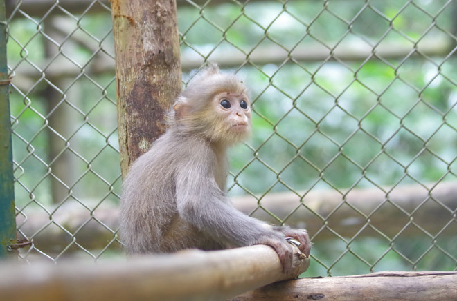 Vườn quốc gia Cúc Phương tiếp nhận 2 cá thể voọc xám quý hiếm ảnh 1