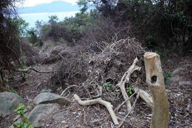 Cách chức lãnh đạo kiểm lâm Sơn Trà-Ngũ Hành Sơn do để phá rừng ảnh 1