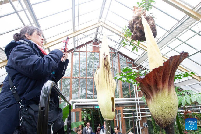 Hoa xác thối khổng lồ nở hoa tại vườn thực vật ở Hà Lan ảnh 1