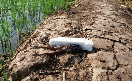 Giăng bẫy điện diệt chuột tại ruộng lúa khiến hàng xóm tử vong ảnh 1