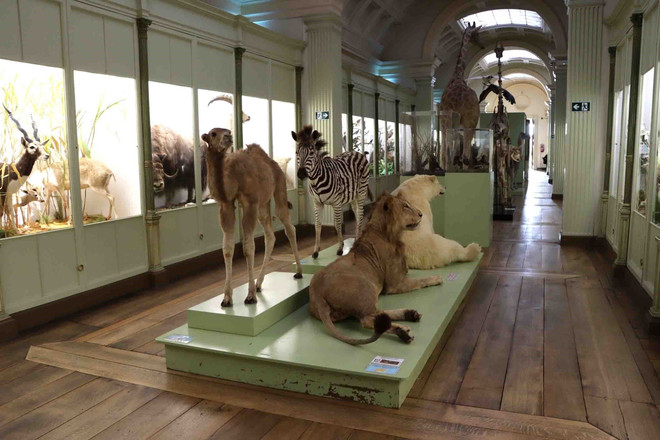Bảo tàng lâu đời nhất tại Bỉ tích cực bảo vệ các loài nguy cấp ảnh 2