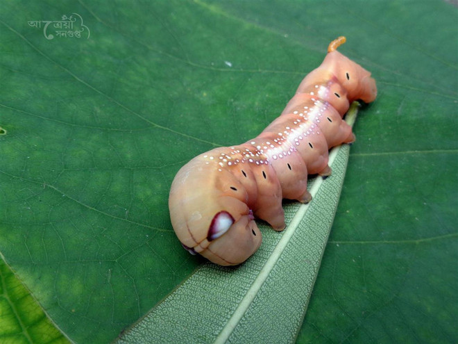 Thực vật có khả năng ngụy trang mùi hương để sinh tồn ảnh 1