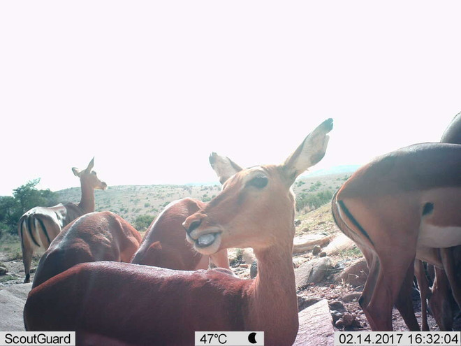 Anh: Sở thú London triển lãm ảnh động vật nhân Ngày quốc tế selfie ảnh 2