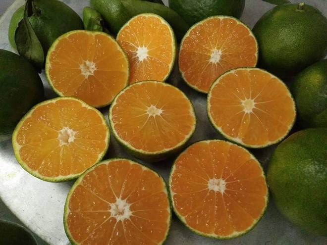 Hòa Bình: Quýt Ôn Châu được giá, người dân Cao Phong phấn khởi ảnh 1