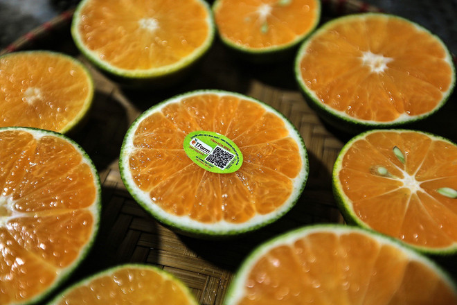 Hòa Bình: Quýt Ôn Châu được giá, người dân Cao Phong phấn khởi ảnh 2