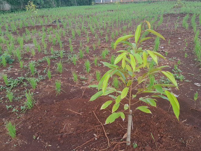 Cây sầu riêng người dân mới trồng trên mảnh đất vừa chặt bỏ cây cao su. (Ảnh: K GỬIH/TTXVN) ttxvn_cay sau rieng 2.jpg