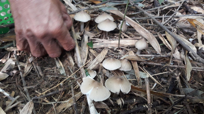 Quảng Ngãi: Ăn nấm rừng, 7 người trong một gia đình bị ngộ độc ảnh 1