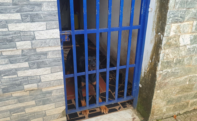 Bình Phước: Bé 3 tuổi bị hai con chó Becgie nhà hàng xóm cắn bị thương ảnh 2