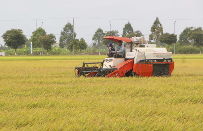 Đồng Tháp hướng tới sản xuất các giống gạo ngon phục vụ xuất khẩu. (Ảnh: TTXVN) Đồng Tháp hướng tới hình thành vùng sản xuất gạo ngon đặc sản ảnh 2