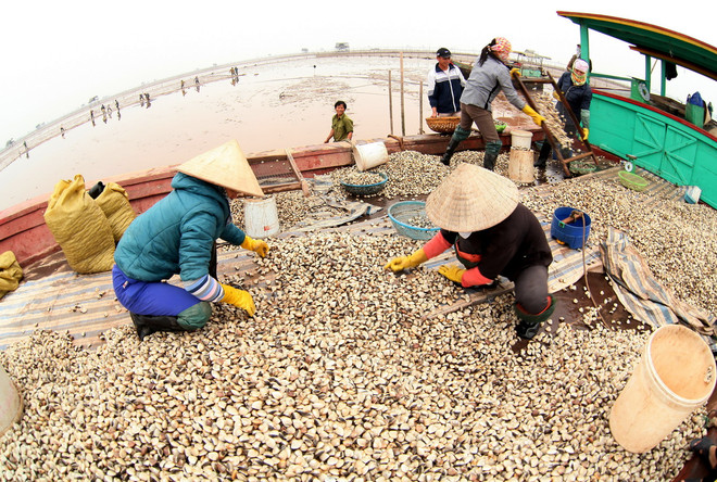 Quảng Ninh: Công bố nguyên nhân ngao chết hàng loạt ở Hải Hà ảnh 1