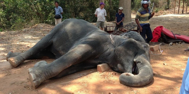 Hạn hán làm chết hàng trăm gia súc ở Đông Bắc Campuchia ảnh 1