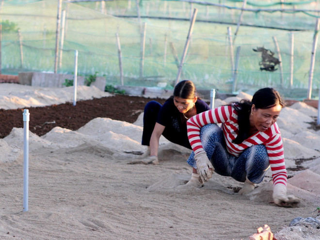 [Photo] Quảng Ngãi: Trên cánh đồng hành huyện đảo Lý Sơn ảnh 1