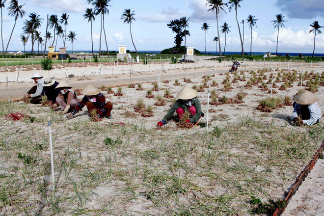 [Photo] Quảng Ngãi: Trên cánh đồng hành huyện đảo Lý Sơn ảnh 3