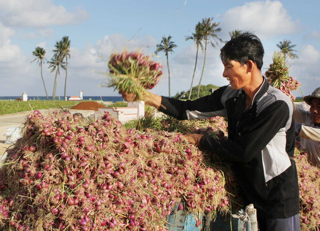 [Photo] Quảng Ngãi: Trên cánh đồng hành huyện đảo Lý Sơn ảnh 2