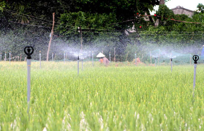 [Photo] Quảng Ngãi: Trên cánh đồng hành huyện đảo Lý Sơn ảnh 6