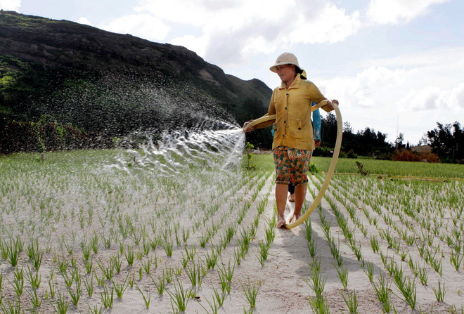 [Photo] Quảng Ngãi: Trên cánh đồng hành huyện đảo Lý Sơn ảnh 4