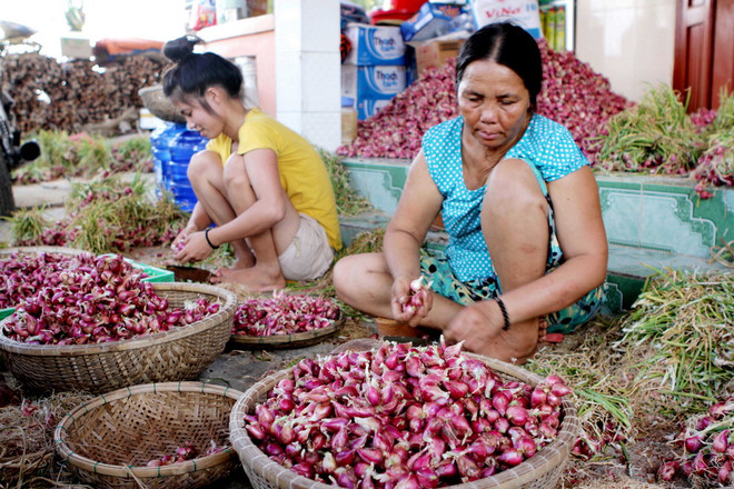 [Photo] Quảng Ngãi: Trên cánh đồng hành huyện đảo Lý Sơn ảnh 9