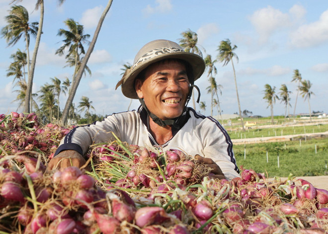 [Photo] Quảng Ngãi: Trên cánh đồng hành huyện đảo Lý Sơn ảnh 8