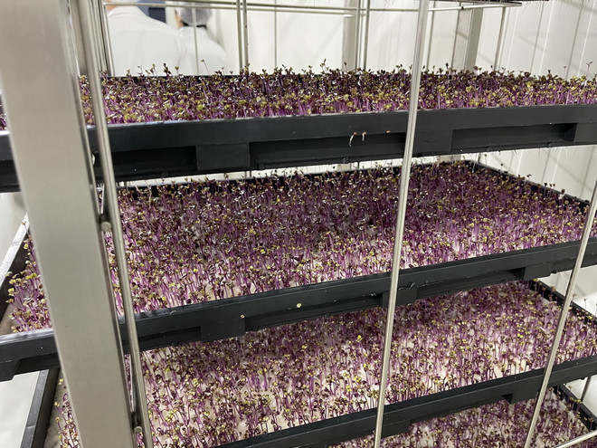 ttxvn_nong trai thang dung 3.jpg