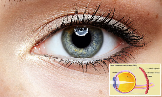 Mỹ sử dụng công nghệ in sinh học 3D tạo mô mắt nghiên cứu bệnh mù lòa ảnh 1