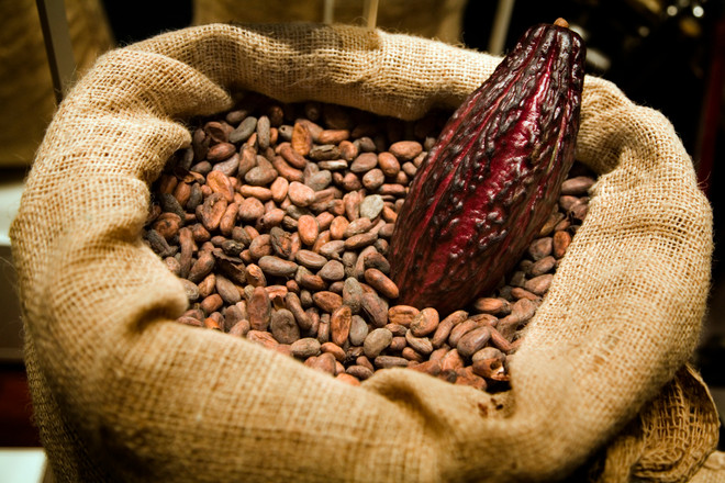 Côte d'Ivoire cần tránh "vết xe đổ" dư thừa sản lượng cacao ảnh 1